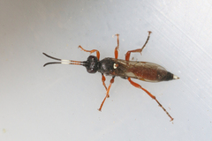 Chasmias motatorius