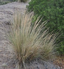 Pappostipa humilis