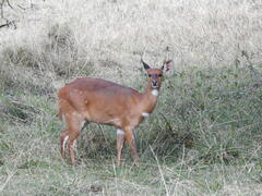 Tragelaphus sylvaticus meneliki