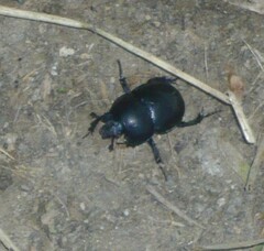 Geotrupidae