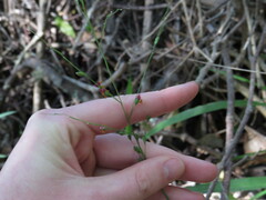Panicum deustum