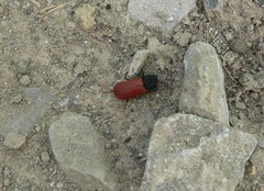 Bostrichus capucinus