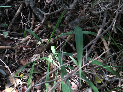 broadleaf panicum (Panicum deustum)