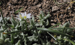 Ornithogalum oligophyllum