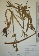 Cicuta virosa