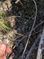 Melica imperfecta