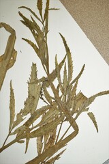 Cicuta virosa