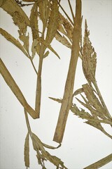 Cicuta virosa