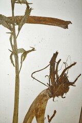 Cicuta virosa