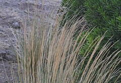 Pappostipa humilis