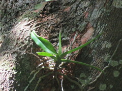 Cyrtorchis arcuata arcuata