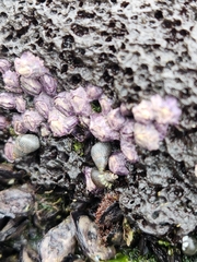 Nesochthamalus intertextus