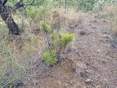 Euclea sekhukhuniensis