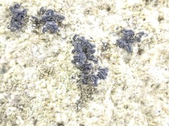 Opegrapha rupestris