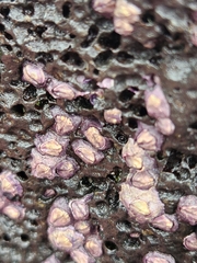 Nesochthamalus intertextus