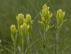 Castilleja lutescens