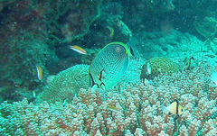 Chaetodon guttatissimus