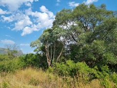 Cussonia