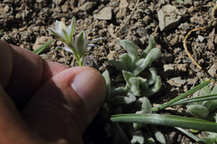 Ornithogalum oligophyllum
