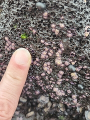 Nesochthamalus intertextus