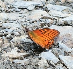 Dione glycera