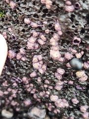 Nesochthamalus intertextus