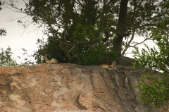 Oreotragus oreotragus transvaalensis
