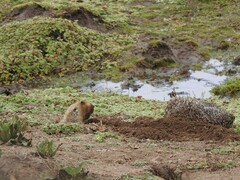 Tachyoryctes macrocephalus