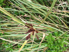 Cyperus ustulatus