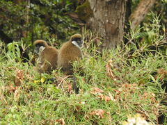 Chlorocebus djamdjamensis