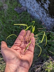 Claytonia perfoliata