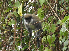 Chlorocebus djamdjamensis