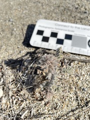 Dalea mollissima