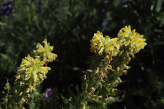 Pedicularis acmodonta