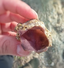 Sarcosphaera coronaria