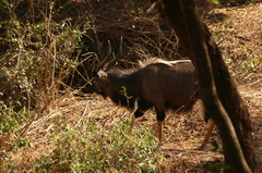 Tragelaphus angasii