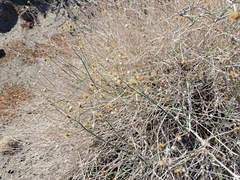 Bebbia juncea