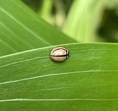 Cheilomenes propinqua vicina