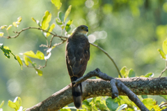 Accipiter tachiro