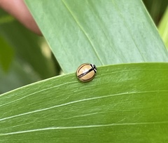 Cheilomenes propinqua vicina