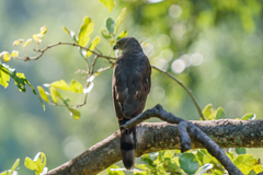 Accipiter tachiro