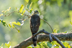 Accipiter tachiro