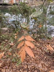 Ungnadia speciosa