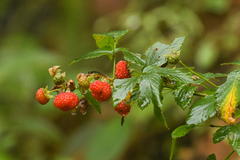Rubus rosifolius