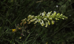 Pedicularis acmodonta