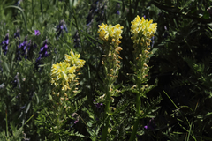 Pedicularis acmodonta