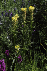 Pedicularis acmodonta