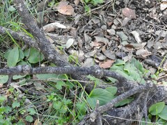 Aristolochia paucinervis