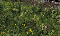 Pedicularis acmodonta