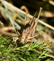 Platycleis albopunctata
